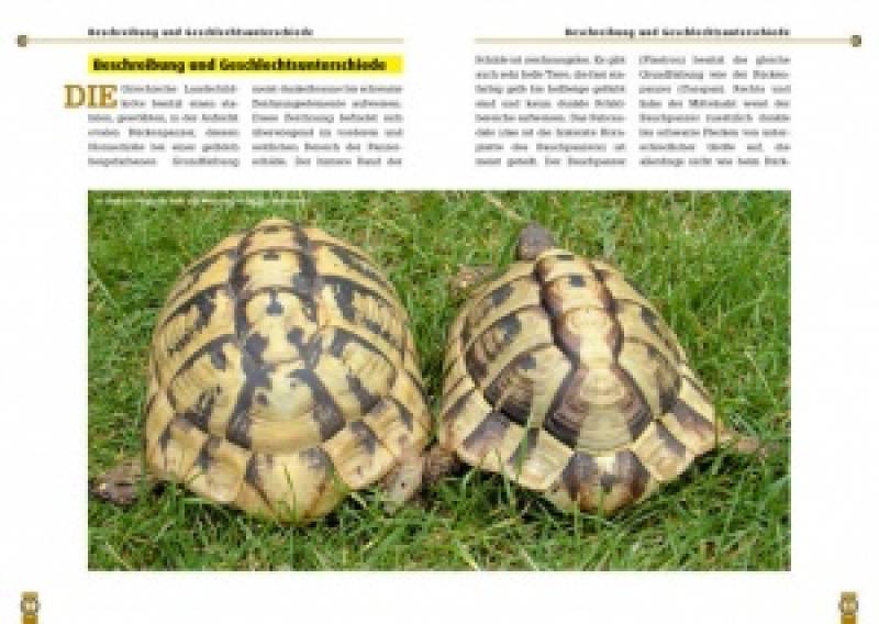 Die Griechische Landschildkröte